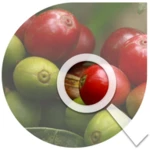 cenicafé:manejo agronómico y fitosanitario android application logo